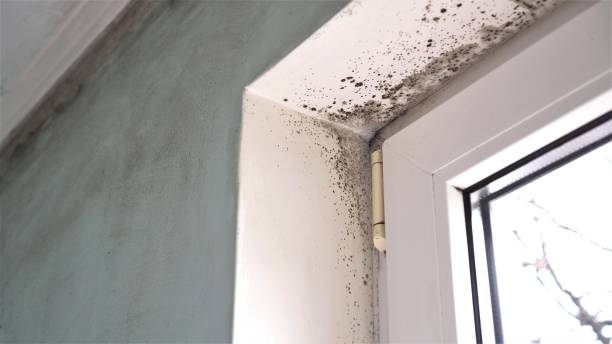 Best Emergency Mold Remediation  in , CT