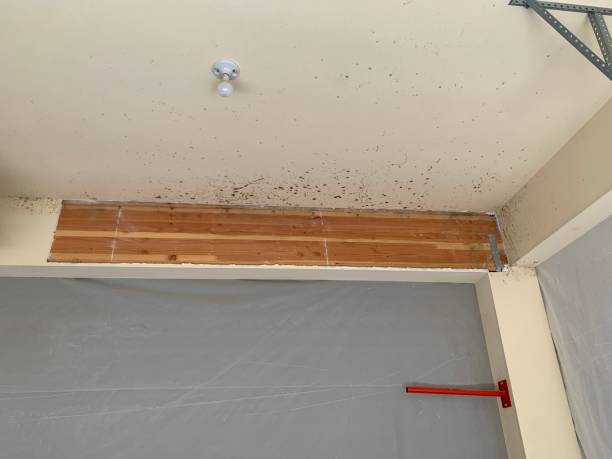 Best Industrial Mold Remediation  in , CT